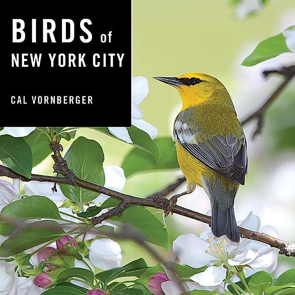 Birds of New York City, Cal Vornberger