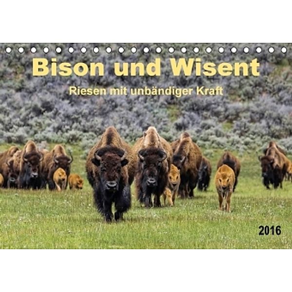 Bison und Wisent - Riesen mit unbändiger Kraft (Tischkalender 2016 DIN A5 quer), Peter Roder