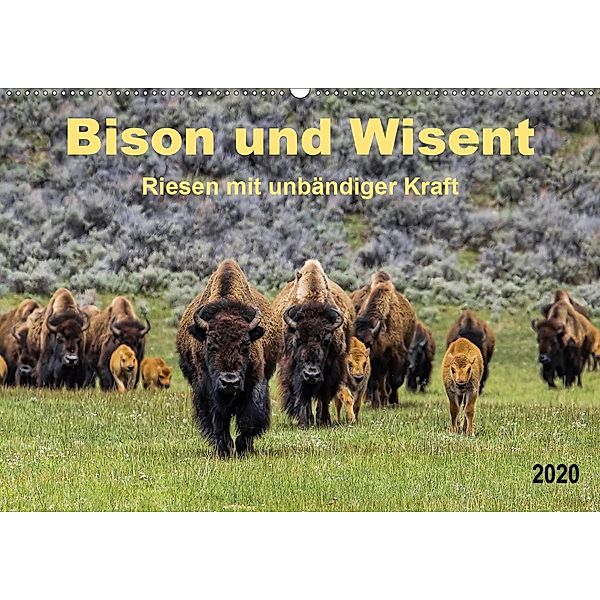 Bison und Wisent - Riesen mit unbändiger Kraft (Wandkalender 2020 DIN A2 quer), Peter Roder