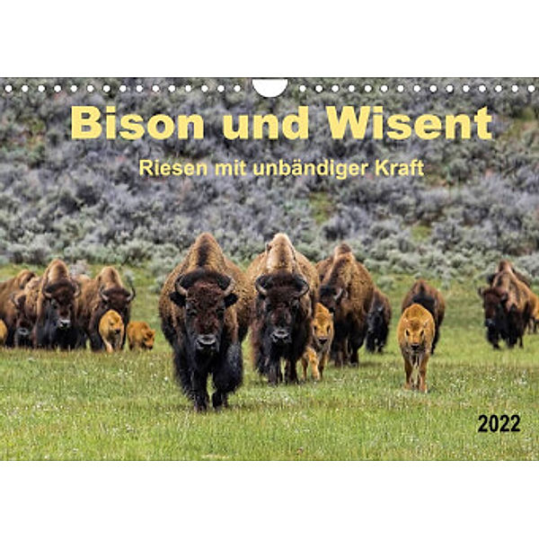 Bison und Wisent - Riesen mit unbändiger Kraft (Wandkalender 2022 DIN A4 quer), Peter Roder