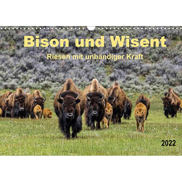 Bison und Wisent - Riesen mit unbändiger Kraft (Wandkalender 2022 DIN A3 quer), Peter Roder