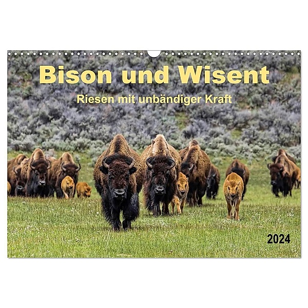Bison und Wisent - Riesen mit unbändiger Kraft (Wandkalender 2024 DIN A3 quer), CALVENDO Monatskalender, Peter Roder