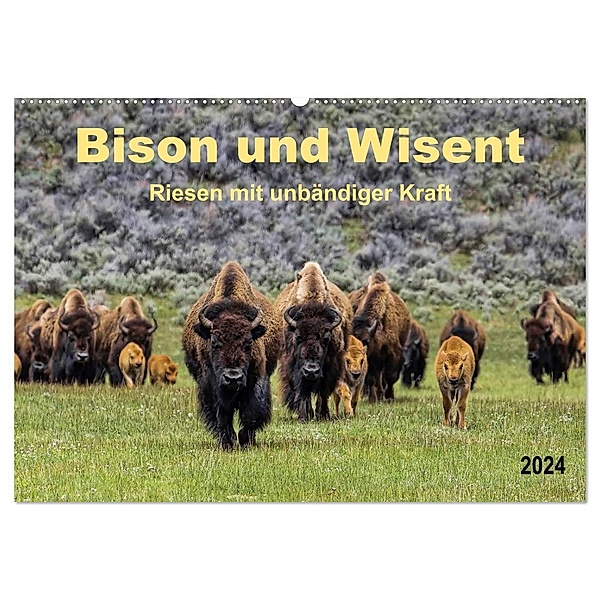 Bison und Wisent - Riesen mit unbändiger Kraft (Wandkalender 2024 DIN A2 quer), CALVENDO Monatskalender, Peter Roder