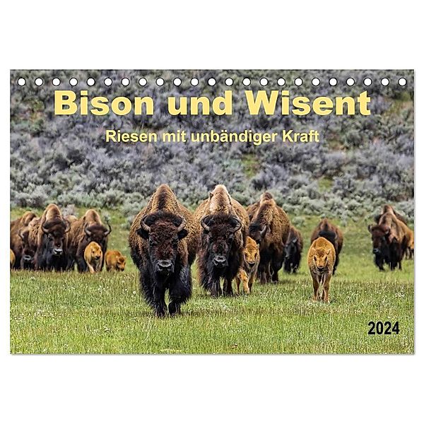 Bison und Wisent - Riesen mit unbändiger Kraft (Tischkalender 2024 DIN A5 quer), CALVENDO Monatskalender, Peter Roder