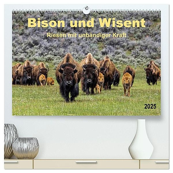 Bison und Wisent - Riesen mit unbändiger Kraft (hochwertiger Premium Wandkalender 2025 DIN A2 quer), Kunstdruck in Hochglanz, Calvendo, Peter Roder