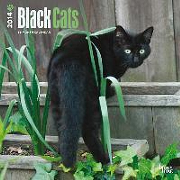 Black Cats 2014 Wall Calendar