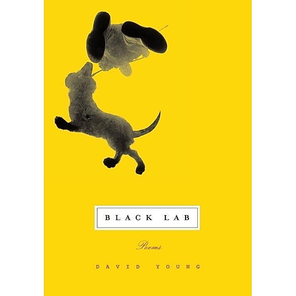 Black Lab, David Young