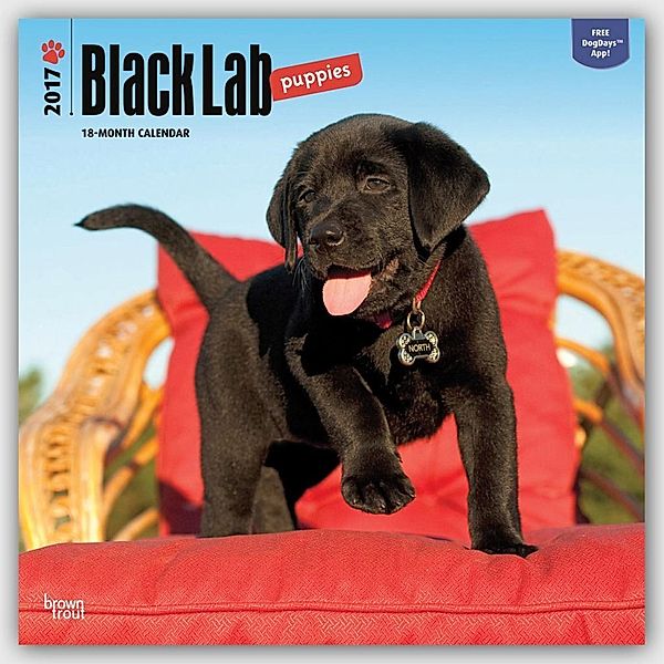 Black Lab Puppies 2017