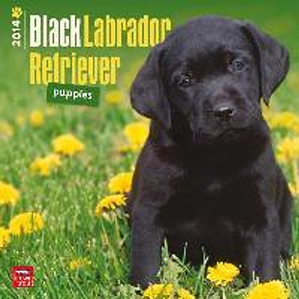 Black Lab Retriever Puppies 2014 Wall Calendar