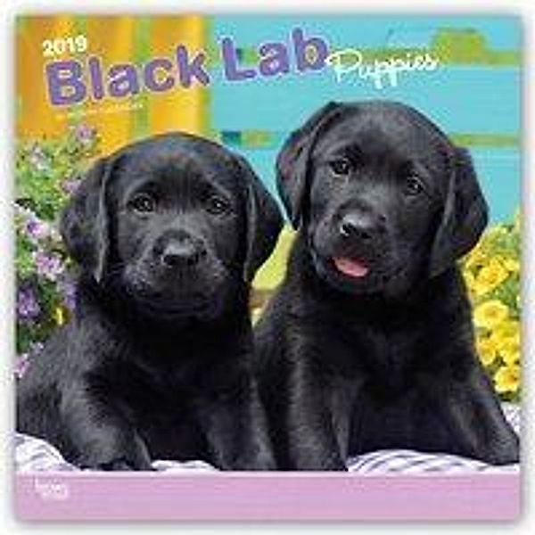 Black Labrador Puppies - Schwarze Labradorwelpen 2019