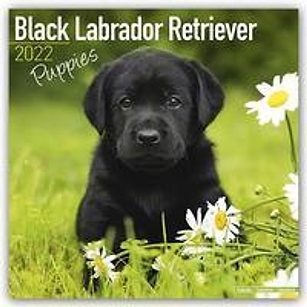 Black Labrador Puppies - Schwarze Labradorwelpen 2022 - 16-Monatskalender, Avonside Publishing Ltd