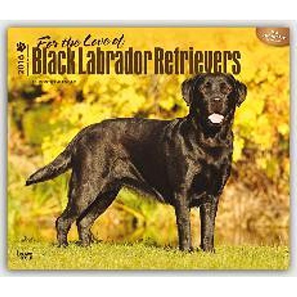 Black Labrador Retriever For the love of 2016