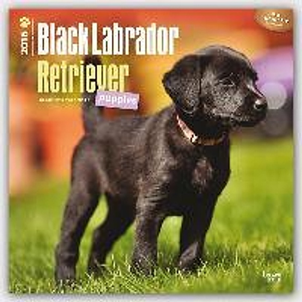 Black Labrador Retriever Puppies 2016
