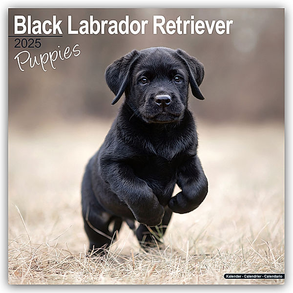 Black Labrador Retriever Puppies - Schwarze Labradorwelpen 2025 - 16-Monatskalender, Avonside Publishing Ltd