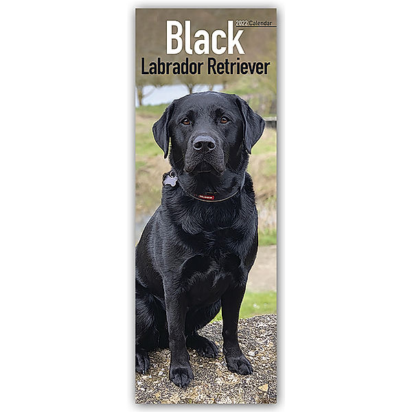 Black Labrador Retriever - Schwarze Labrador Retriever 2022, Avonside Publisher Ltd
