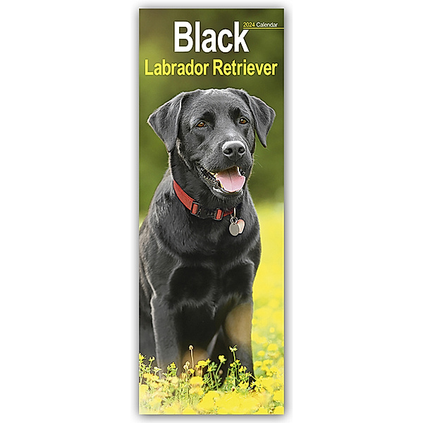 Black Labrador Retriever - Schwarze Labrador Retriever 2024, Avonside Publisher Ltd