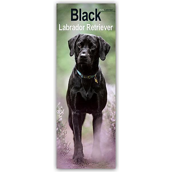 Black Labrador Retriever - Schwarze Labrador Retriever 2025, Avonside Publisher Ltd