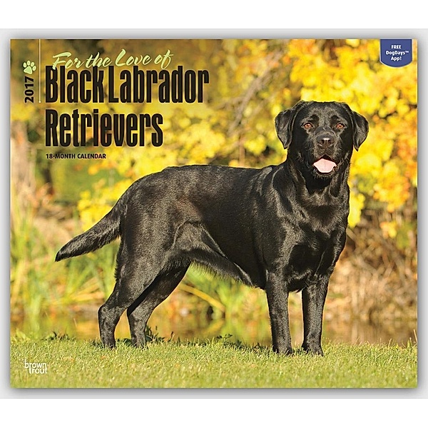 Black Labrador Retriever - Schwarze Labradore 2017