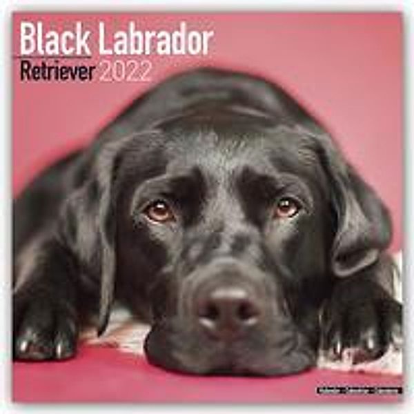 Black Labrador Retriever - Schwarzer Labrador 2022- 16-Monatskalender, Avonside Publishing Ltd