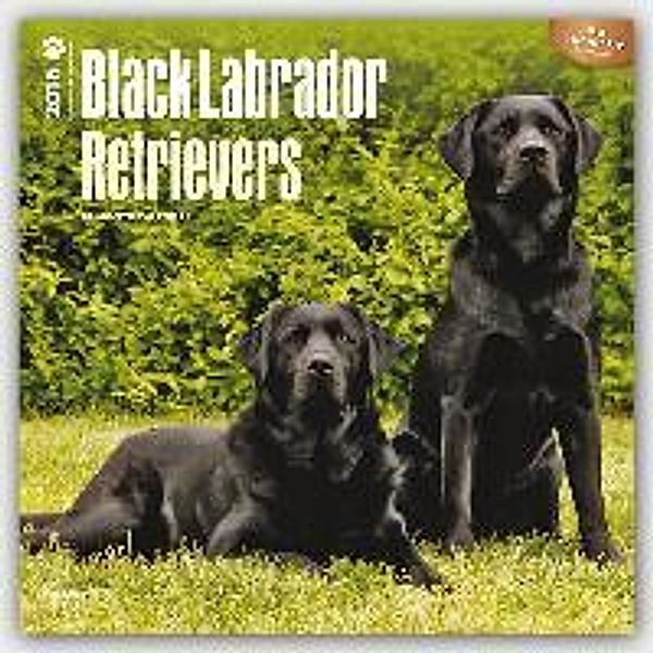 Black Labrador Retrievers 2016