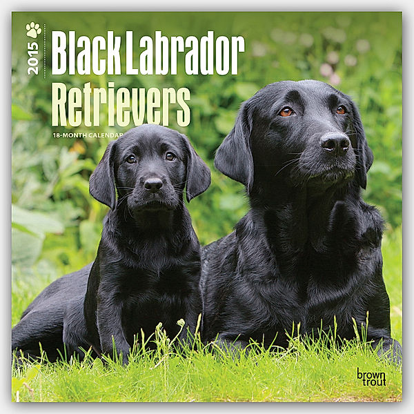 Black Labrador Retrievers, Broschürenkalender 2015