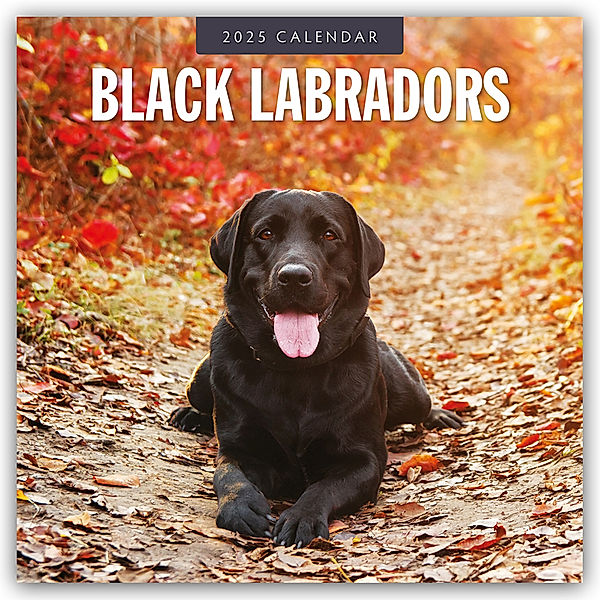 Black Labrador Retrievers - Schwarze Labrador Retriever 2025 - 16-Monatskalender, Red Robin Publishing Ltd