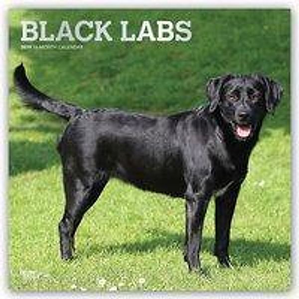 Black Labrador Retrievers - Schwarze Labradore 2019 - 18-Mon