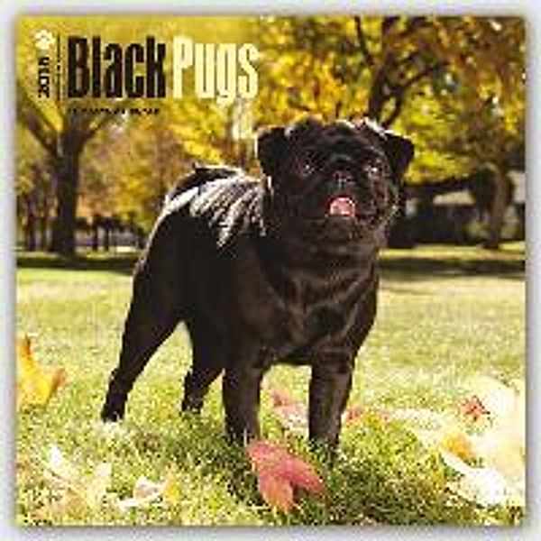 Black Pugs 2016