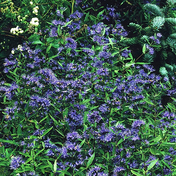 Blaue Bartblume Heavenly blue, 1 Pflanze