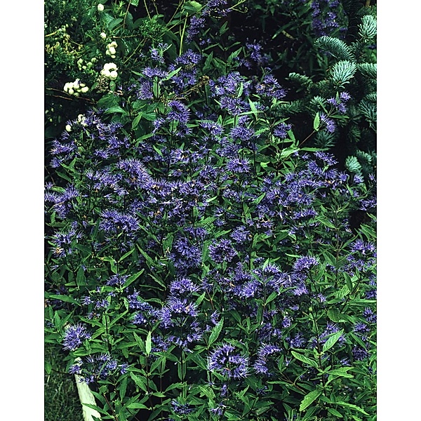 Blaue Bartblume Heavenly blue, 2 Pflanzen