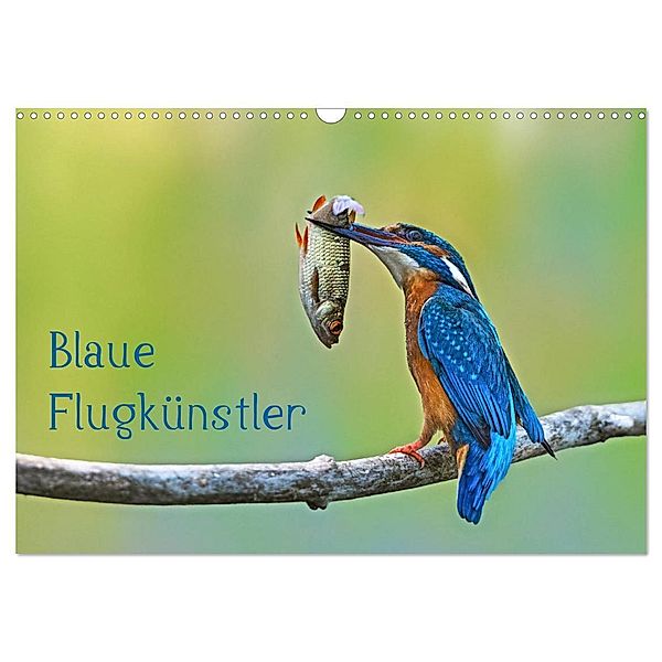 Blaue Flugkünstler (Wandkalender 2024 DIN A3 quer), CALVENDO Monatskalender, Dorothea Oldani
