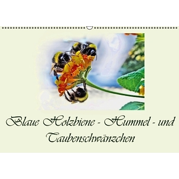 Blaue Holzbiene - Hummel - und Taubenschwänzchen. (Wandkalender 2016 DIN A2 quer), Dusanka Djeric