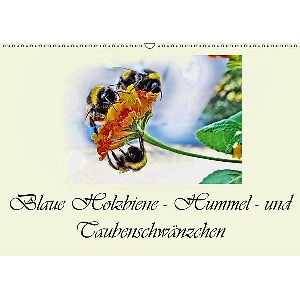 Blaue Holzbiene - Hummel - und Taubenschwänzchen. (Wandkalender 2017 DIN A2 quer), Dusanka Djeric