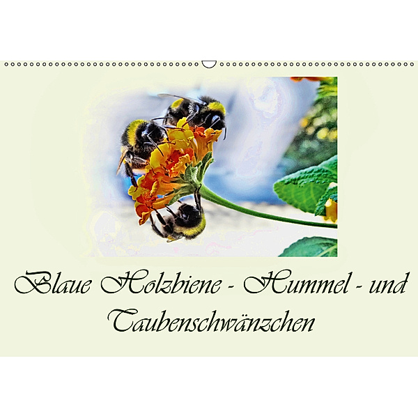 Blaue Holzbiene - Hummel - und Taubenschwänzchen. (Wandkalender 2019 DIN A2 quer), Dusanka Djeric