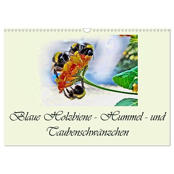 Blaue Holzbiene - Hummel - und Taubenschwänzchen. (Wandkalender 2024 DIN A3 quer), CALVENDO Monatskalender, Dusanka Djeric