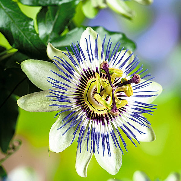 Blaue Passionsblumensamen