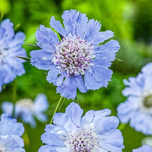 Blaue Scabiose