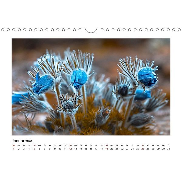 Blauer Blütentraum (Wandkalender 2020 DIN A4 quer), Ulrike Adam