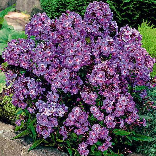 Blauer Zauberphlox