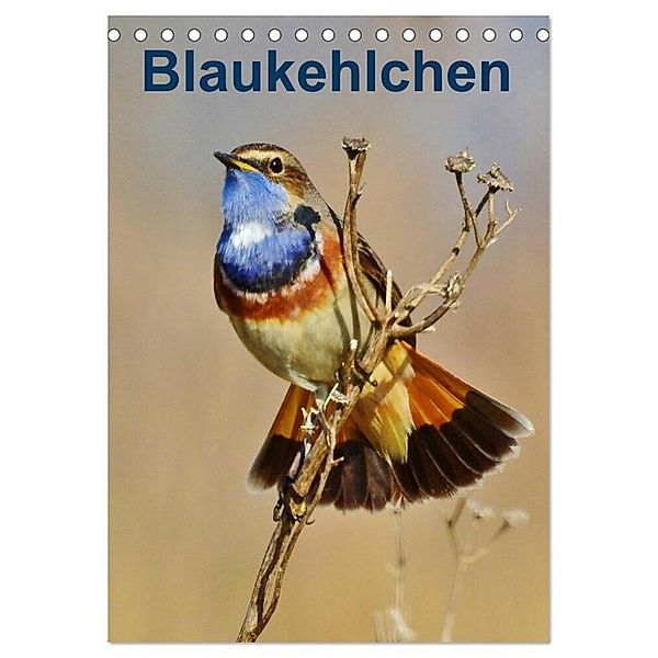 Blaukehlchen (Tischkalender 2024 DIN A5 hoch), CALVENDO Monatskalender, René Schaack