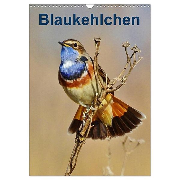 Blaukehlchen (Wandkalender 2024 DIN A3 hoch), CALVENDO Monatskalender, René Schaack