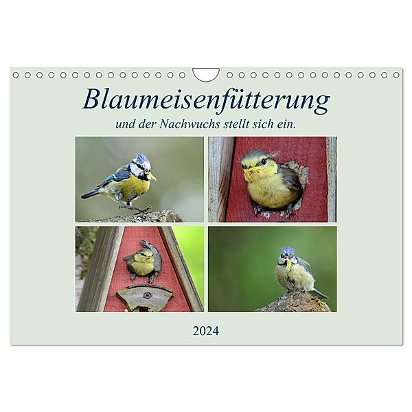 Blaumeisenfütterung, und der Nachwuchs stellt sich ein. (Wandkalender 2024 DIN A4 quer), CALVENDO Monatskalender, Rufotos