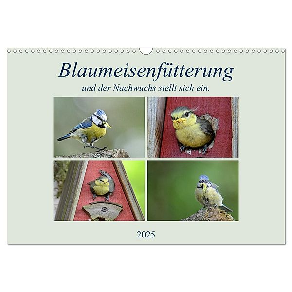 Blaumeisenfütterung, und der Nachwuchs stellt sich ein. (Wandkalender 2025 DIN A3 quer), CALVENDO Monatskalender, Calvendo, Rufotos