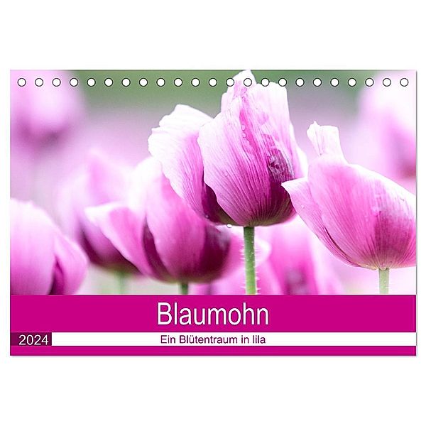 Blaumohn - Ein Blütentraum in lila (Tischkalender 2024 DIN A5 quer), CALVENDO Monatskalender, Fotodesign Verena Scholze