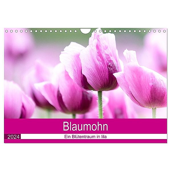 Blaumohn - Ein Blütentraum in lila (Wandkalender 2024 DIN A4 quer), CALVENDO Monatskalender, Fotodesign Verena Scholze