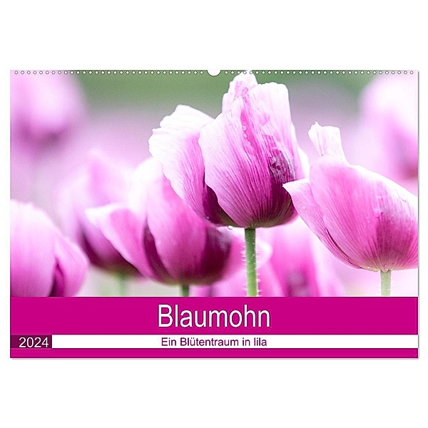 Blaumohn - Ein Blütentraum in lila (Wandkalender 2024 DIN A2 quer), CALVENDO Monatskalender, Fotodesign Verena Scholze
