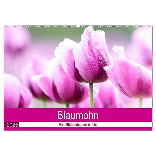 Blaumohn - Ein Blütentraum in lila (Wandkalender 2025 DIN A2 quer), CALVENDO Monatskalender, Calvendo, Fotodesign Verena Scholze