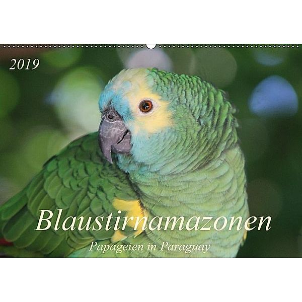 Blaustirnamazonen - Papageien in Paraguay (Wandkalender 2019 DIN A2 quer), Bettina Schneider