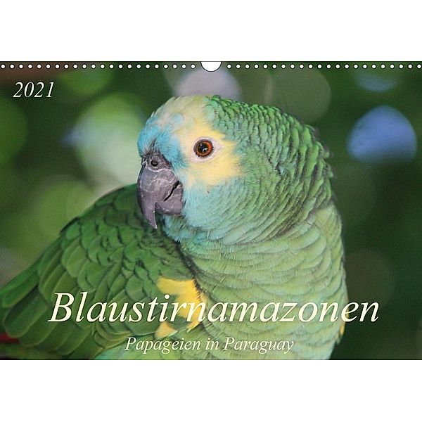 Blaustirnamazonen - Papageien in Paraguay (Wandkalender 2021 DIN A3 quer), Bettina Schneider
