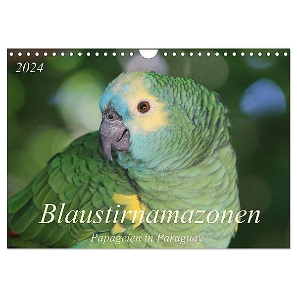 Blaustirnamazonen - Papageien in Paraguay (Wandkalender 2024 DIN A4 quer), CALVENDO Monatskalender, Bettina Schneider